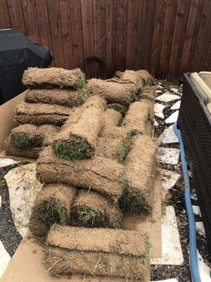 Bermuda sod rolls