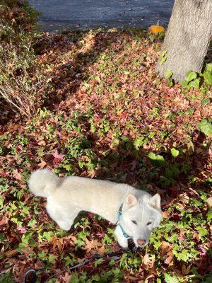 autumn in the park with a Shiba Inu pup