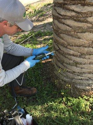 Trees need injections when sick too