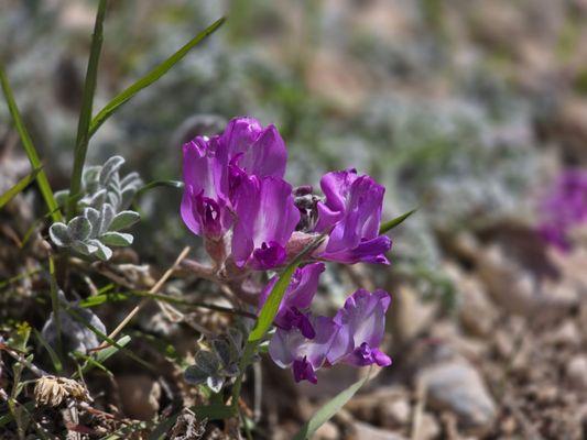 Spring flowers at Tunnel Springs