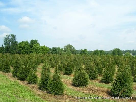 A block of 6' Norway Spruce at our nursery.