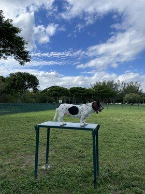 Ripley the Basset Hound