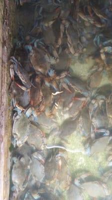 Live Blue Crab