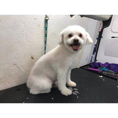 Ashley's House-Call Dog Grooming