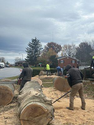 Tree removal