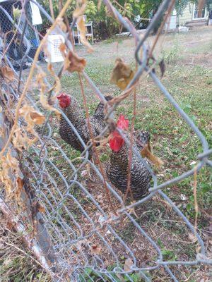 Chickens out back!