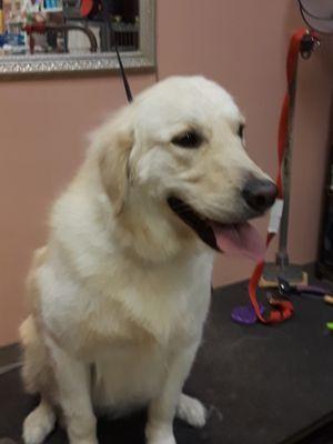 Jessie , a Great Pyrenees