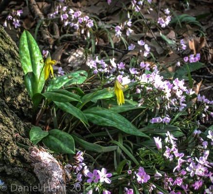 Spring flowers in Valhalla