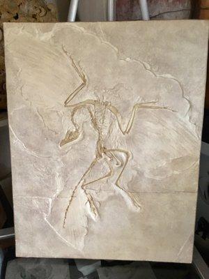 Archeopteryx fossil cast