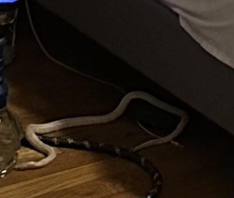 Snake found In apartment!