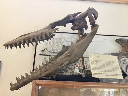 Mosasaur skull