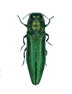 A close up of the Emerald Ash Borer.