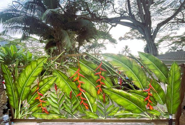 Another jungle gate display with hanging heliconias, red torch gingers and bamboo