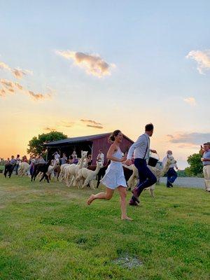 Champlain Valley Alpacas