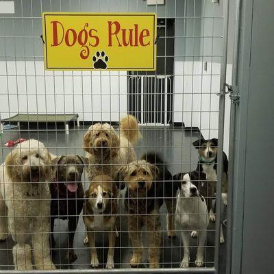 Doggie daycare