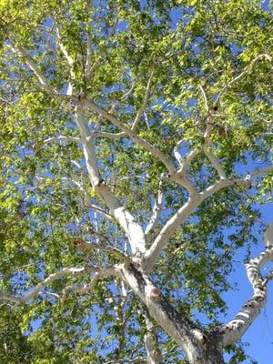 Trees in the courtyard