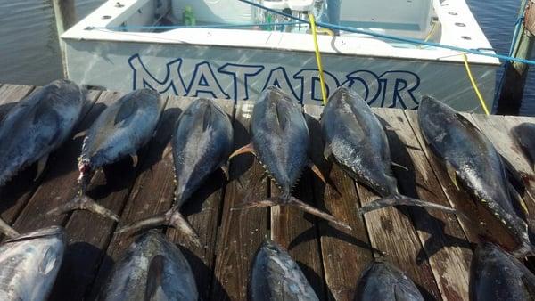 Matador Charters with a good days catch of yellowfin tuna caught on an offshore fishing trip.