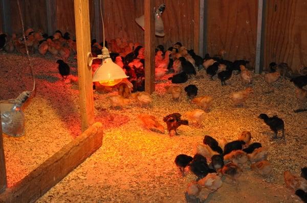 The youngest hens have a heat lamp to keep them warm and four walls and a roof to keep them safe.