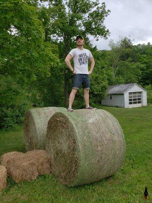 King of the bales!