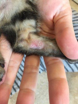 Ringworm on the same kitten's leg. That Dr Katz failed twice to diagnose correctly.