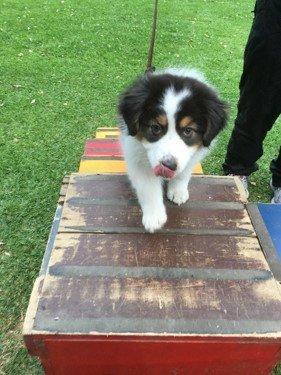 Puppy Class Student on Steps and Dog Walk