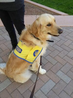 CCIarizona.org puppy in training Keifer goes to TCA for lunch