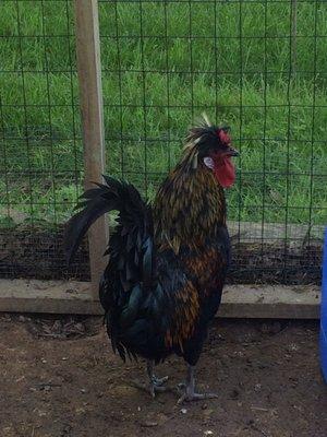 "The Senator," our rooster.