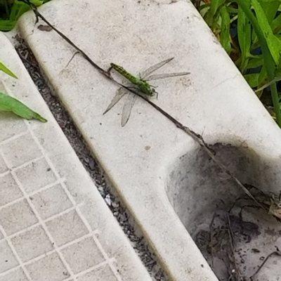 Green Dragonfly on the pier near Ward Lake.