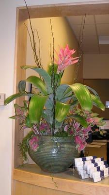 Aechmea Starlight brightens this reception desk