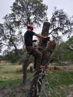 Native Arbor Care