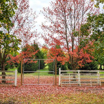 Horizon maples in the vineyard.