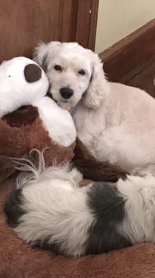 Toby sharing his dog bed with his sissy.