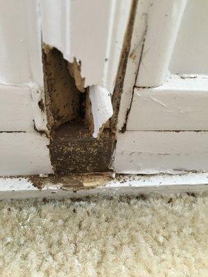 Indoor termite damage. When I reported this, I was laughed at by phone representative.