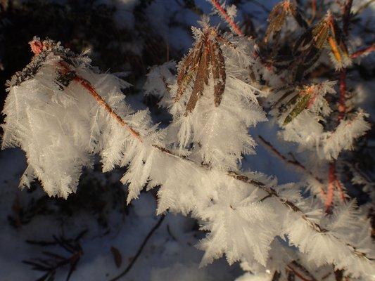 Hoarfrost delicately decorating the labrador tea in the forest