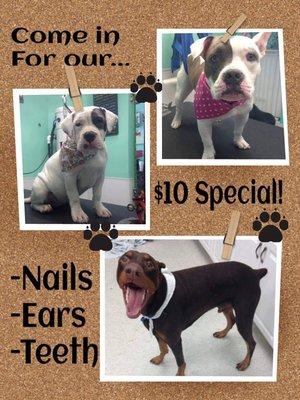 Call us or stop by today! Ask for our $10 special! Nail trim and buff, ears cleaned and teeth gel.