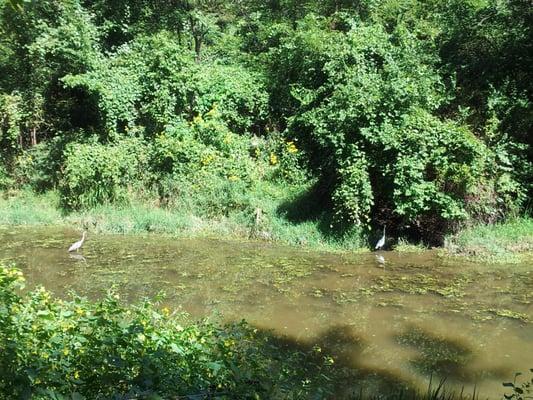 Heron is a beauty of a bird. Reminds me of Faith No More Angel Dust album cover.