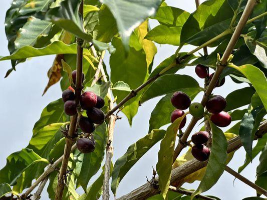 Kona Coffee Living History Farm