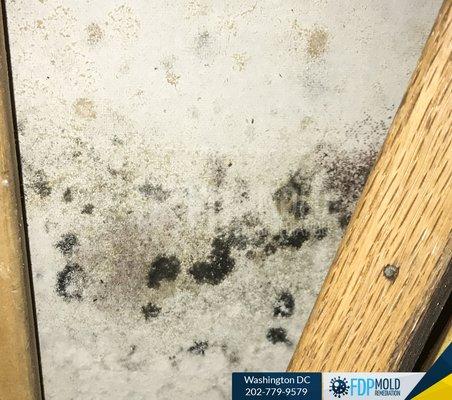 Black mold removal in Washington DC