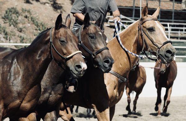 CPC offers premium horse-care services for all boarded polo ponies at our facility.