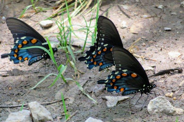 Black Swallowtail Butterflies