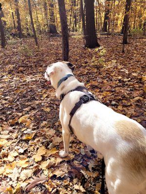 Rascal hits the trail