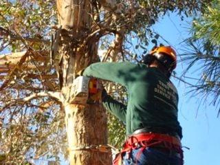 Tree Removal Service San Diego