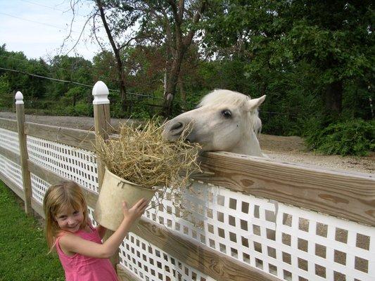 Helping out with the ponies!