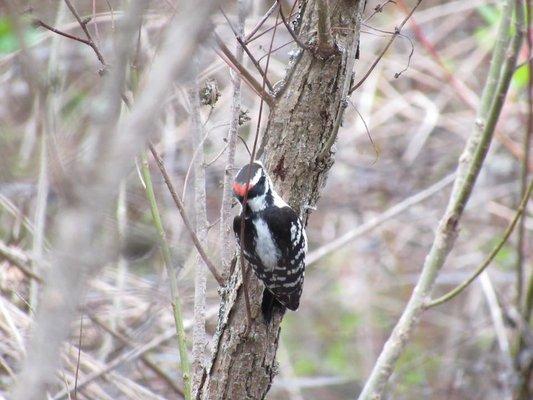 Downey Woodpecker