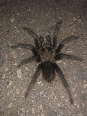 Tarantula on Arastradero path by Esther Clark Park Sept 15, 2021