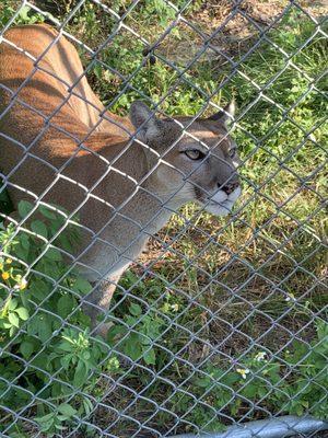 Florida panther