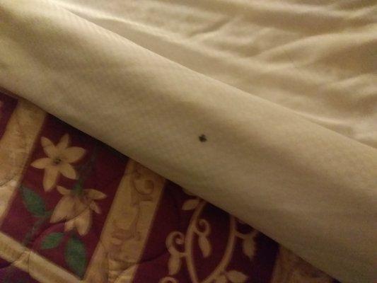 These rude mfers have bedbugs.