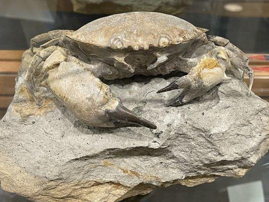 Fossilized crab from Verona, Italy.