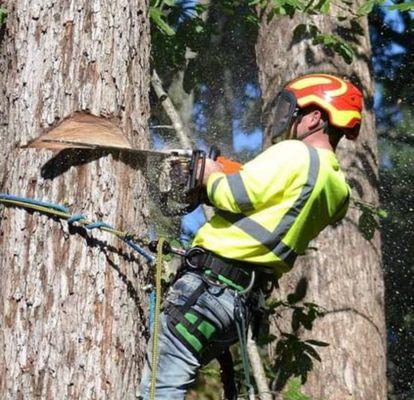 Heavens Gate Tree Service