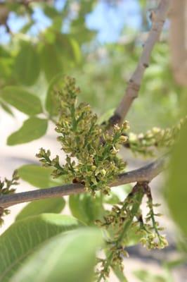 Pistachio buds blooming for the August harvest.